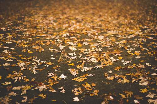fall dried leaves on gray pavement blowing rock